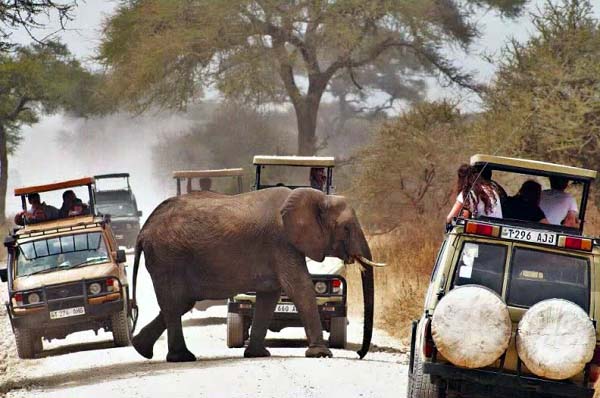 An elephant crossing the road