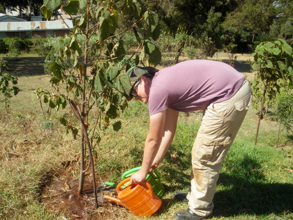 Watering a sapling