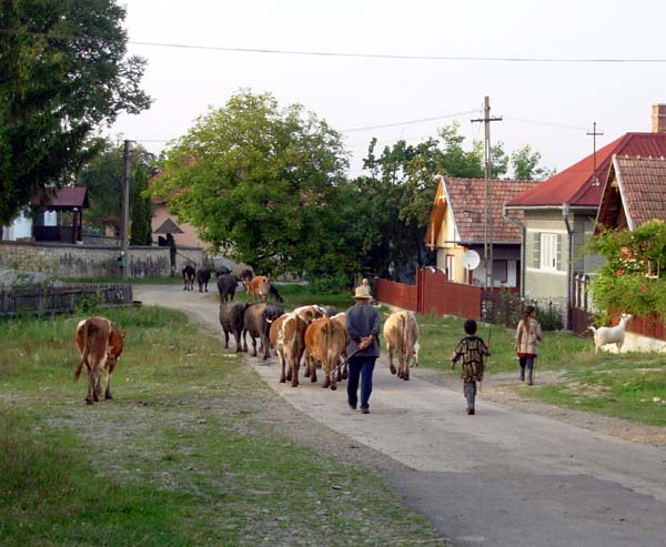 Cows on the road in a village